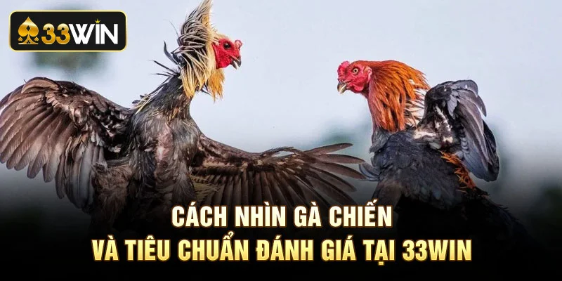 Cách Nhìn Gà Chiến Và Tiêu Chuẩn Đánh Giá Tại 33Win