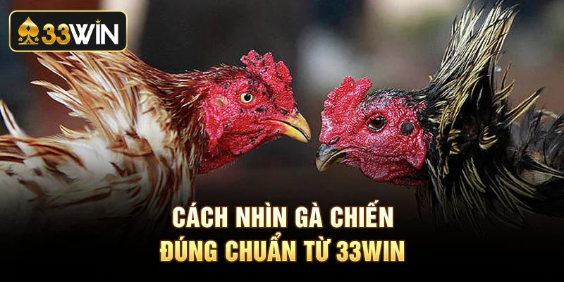 Cách nhìn gà chiến đúng chuẩn từ 33Win