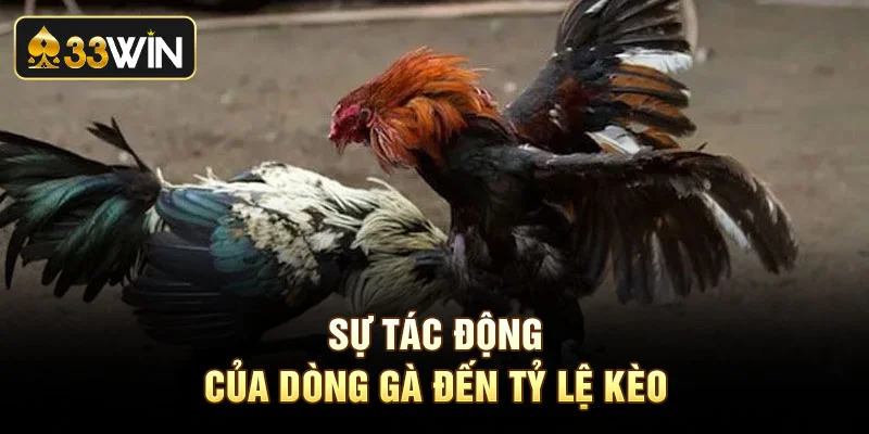 Sự tác động của dòng gà đến tỷ lệ kèo