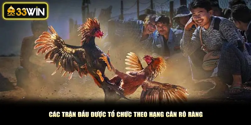 Các trận đấu được tổ chức theo hạng cân rõ ràng