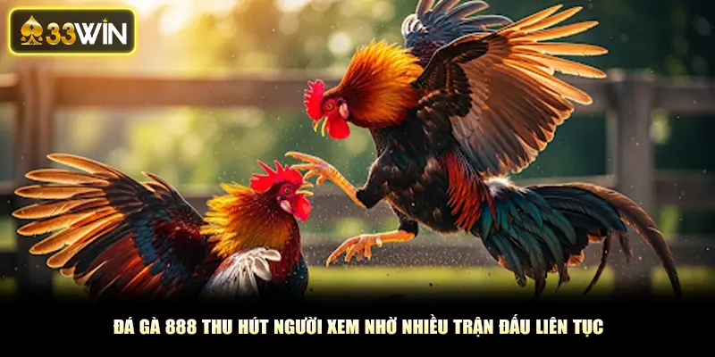   Đá gà 888 thu hút người xem nhờ nhiều trận đấu liên tục
