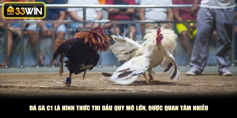 Đá gà C1 là hình thức thi đấu quy mô lớn, được quan tâm nhiều
