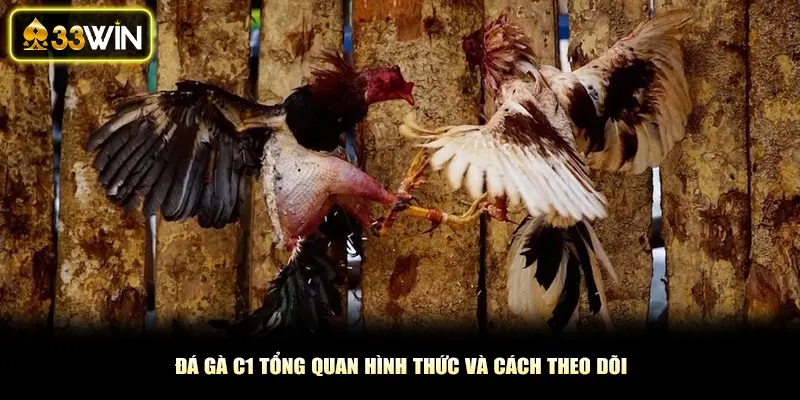 Đá Gà C1 Tổng Quan Hình Thức Và Cách Theo Dõi