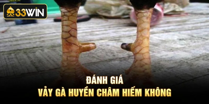 Đánh giá gà vảy huyền châm hiếm không?