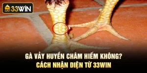 Gà Vảy Huyền Châm Hiếm Không Và Cách Nhận Diện Từ 33Win