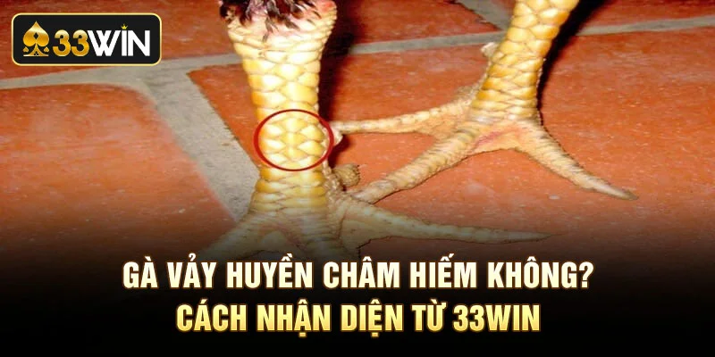 Gà Vảy Huyền Châm Hiếm Không Và Cách Nhận Diện Từ 33Win