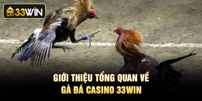 Giới thiệu tổng quan về đá gà casino 33Win