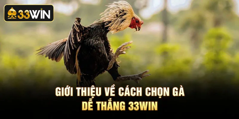 Giới thiệu về cách chọn gà dễ thắng 33Win