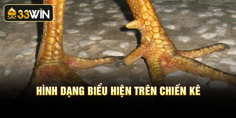 Hình dạng biểu hiện trên chiến kê