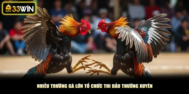 Nhiều trường gà lớn tổ chức thi đấu thường xuyên