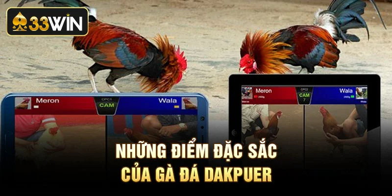 Những điểm đặc sắc của chọi gà đá Dakpuer