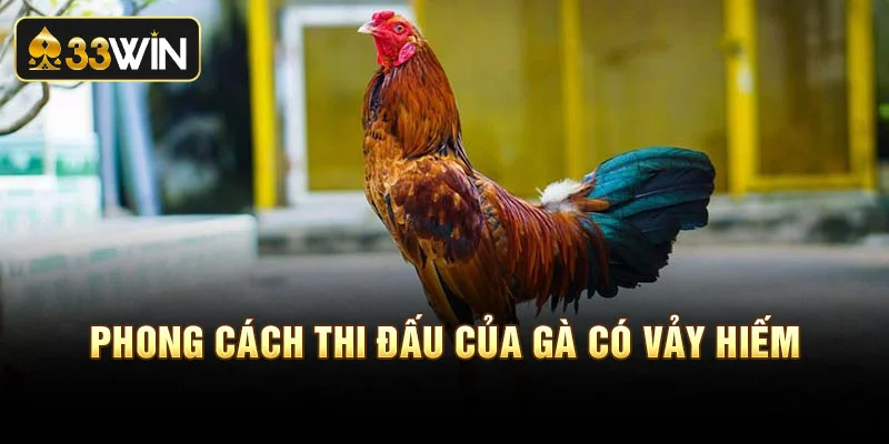 Kiểm tra phong cách thi đấu của gà có vảy hiếm