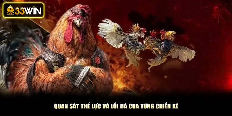 Quan sát thể lực và lối đá của từng chiến kê