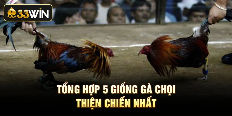 Tổng hợp 5 giống gà chọi thiện chiến nhất
